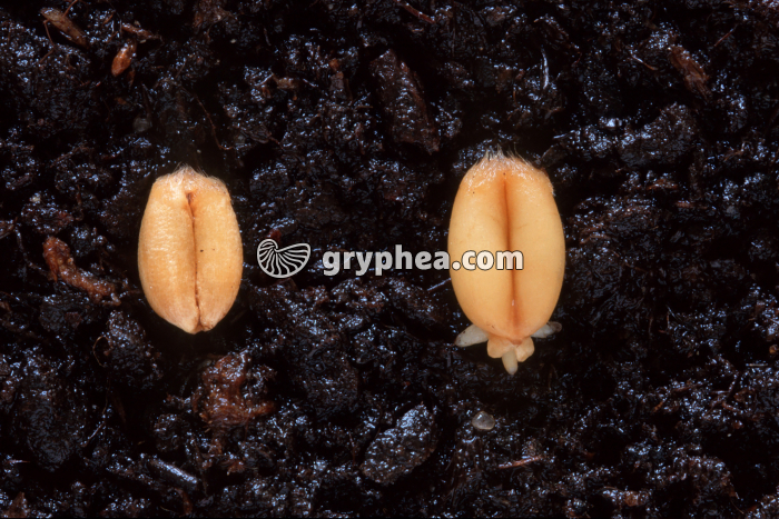 Grain de blé sec et grain réhydraté initiant la germination - gryphea.com